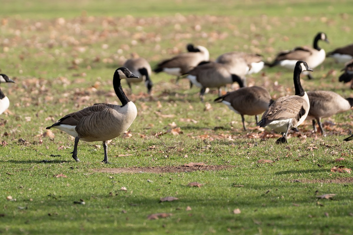 Canada Goose - ML646295124