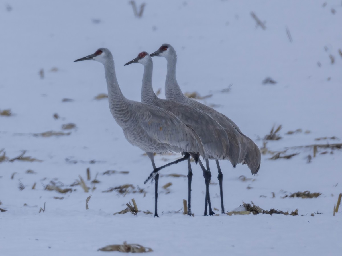 Sandhill Crane - ML646295129