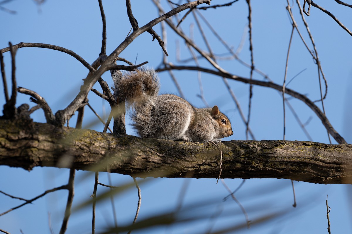 Animals - ML646295130