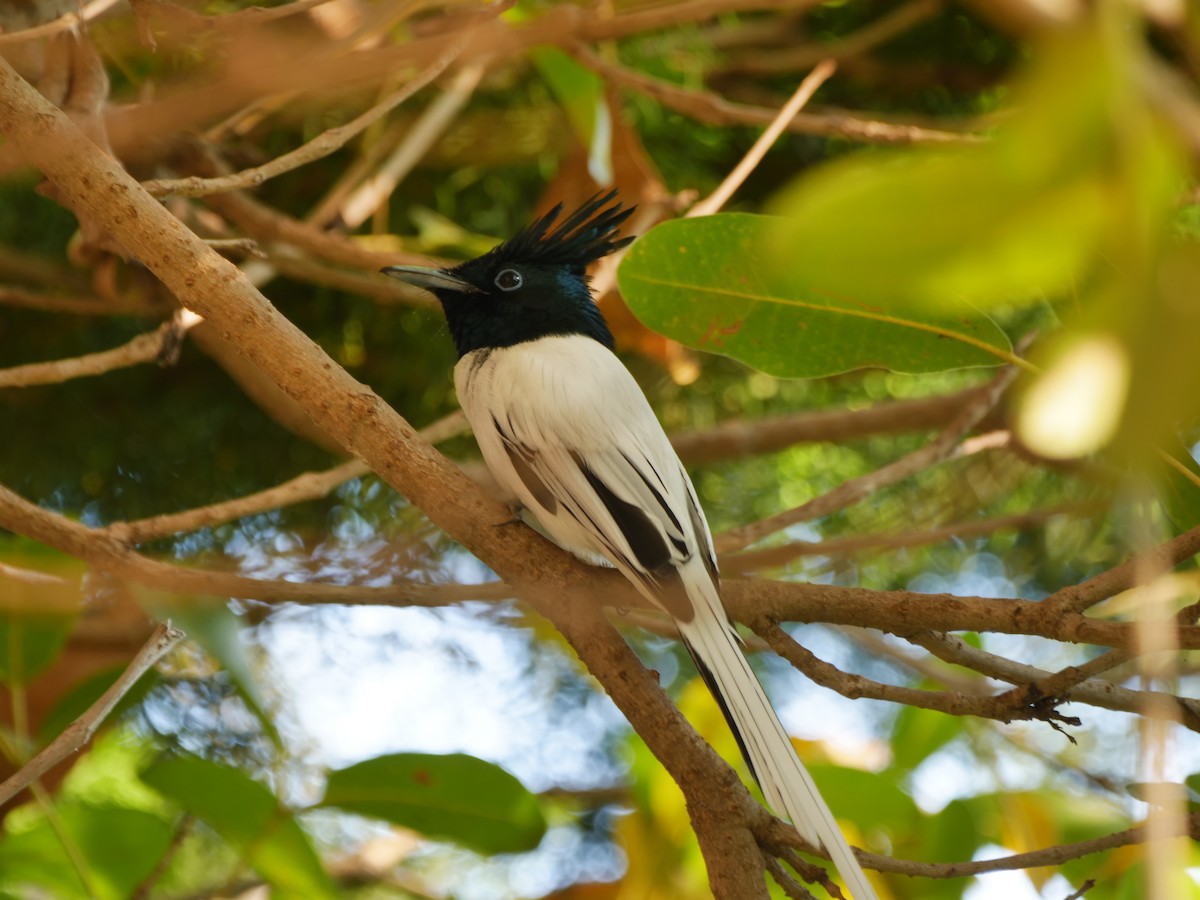 Indian Paradise-Flycatcher - ML646295132