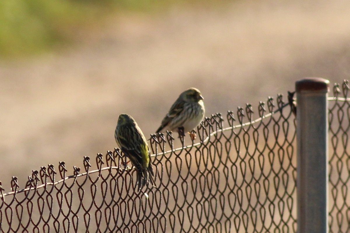 Txirriskila arrunta - ML646295133