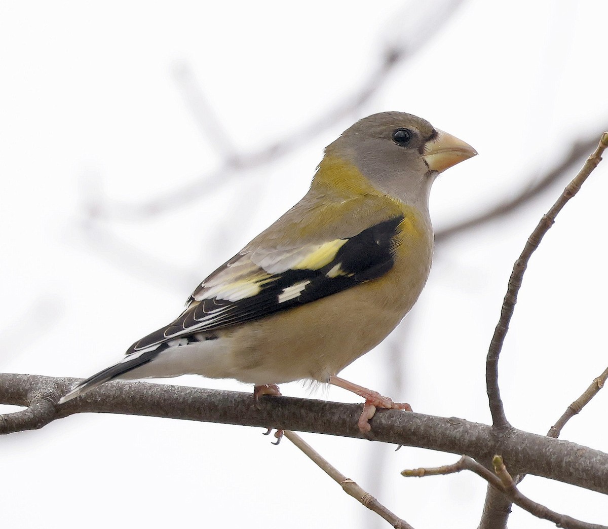Evening Grosbeak - ML646295134