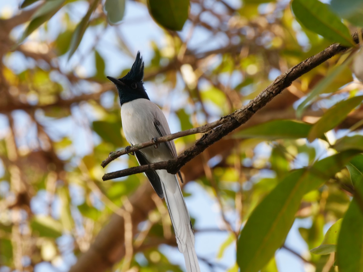 Indian Paradise-Flycatcher - ML646295137