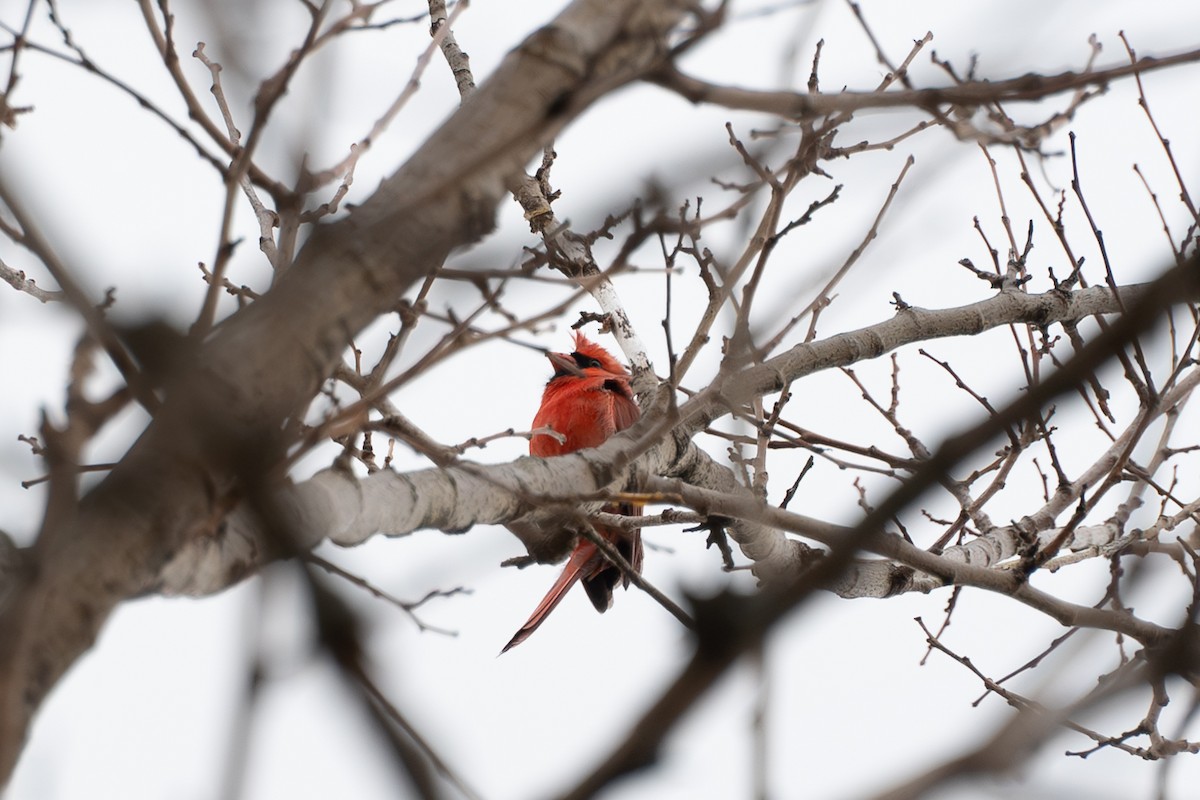 Northern Cardinal - ML646295147