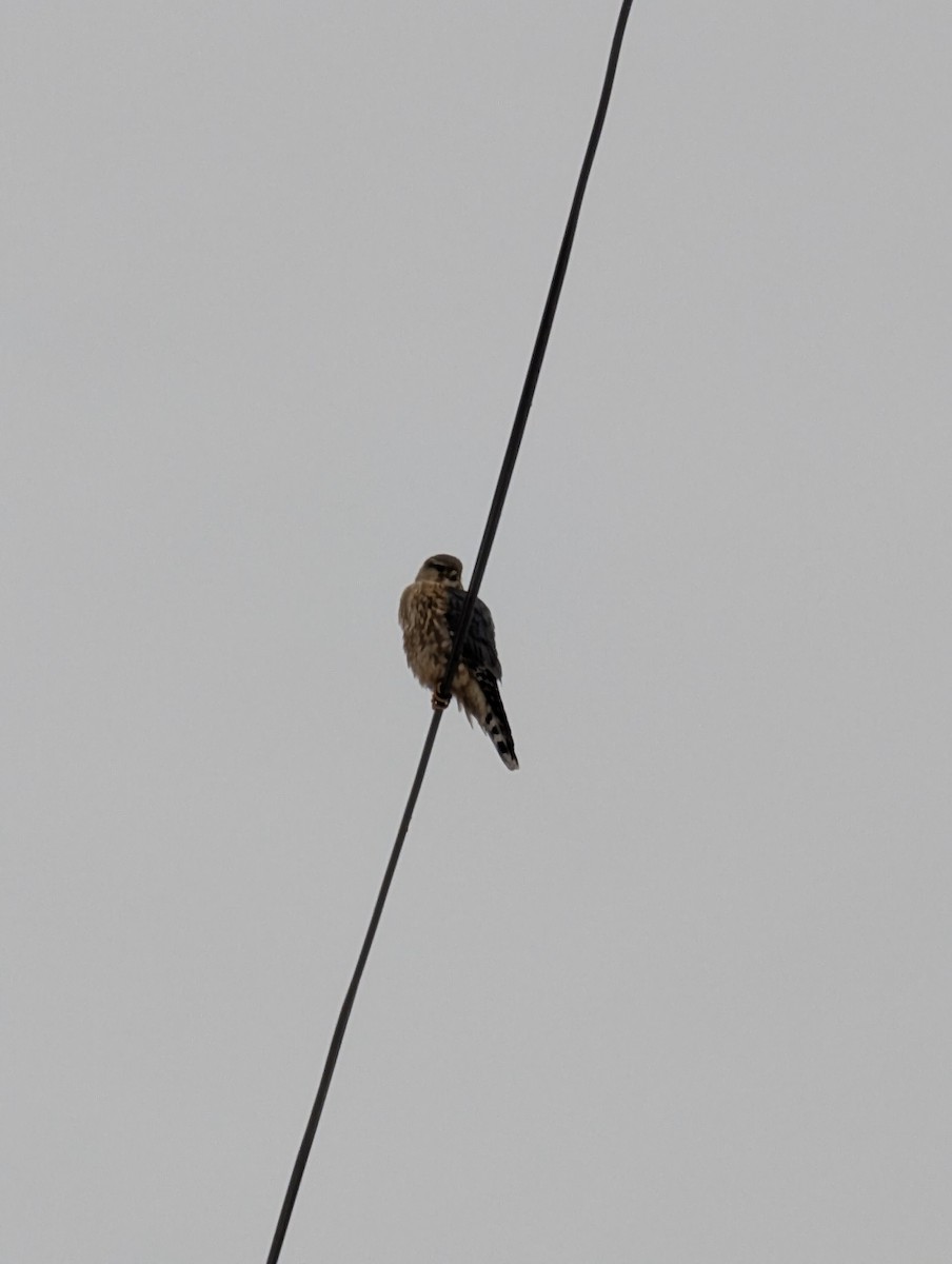 dřemlík tundrový - ML646295153