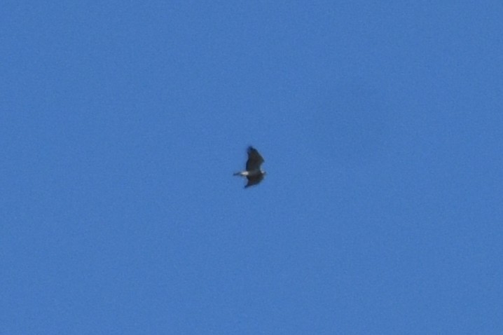 Змієїд блакитноногий - ML646295155