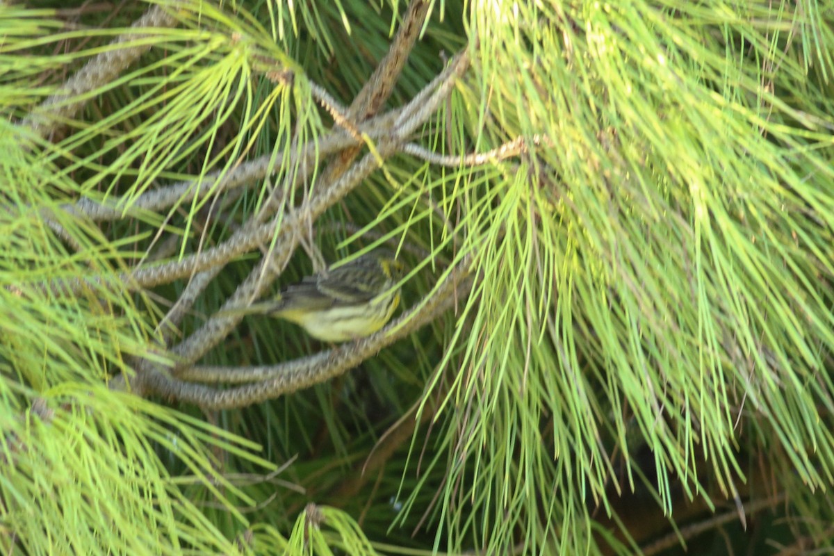 Txirriskila arrunta - ML646295156