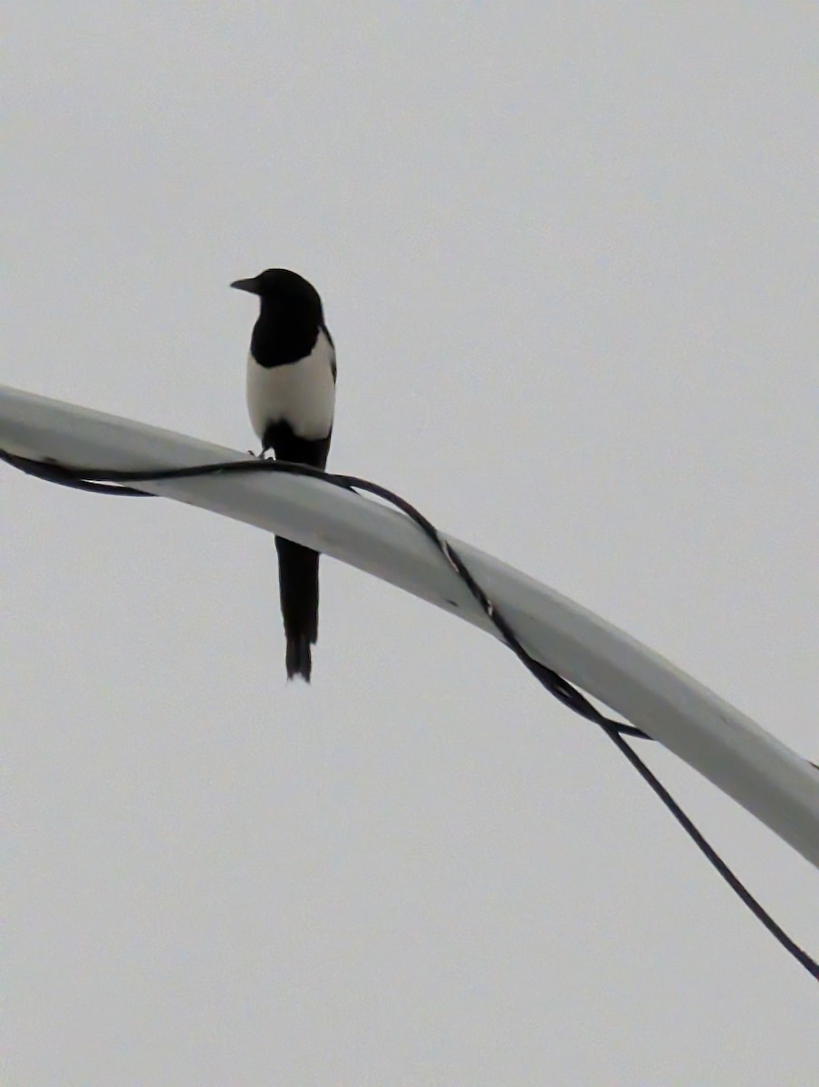 straka americká - ML646295157