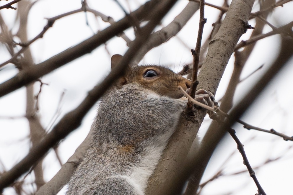 Animals - ML646295158