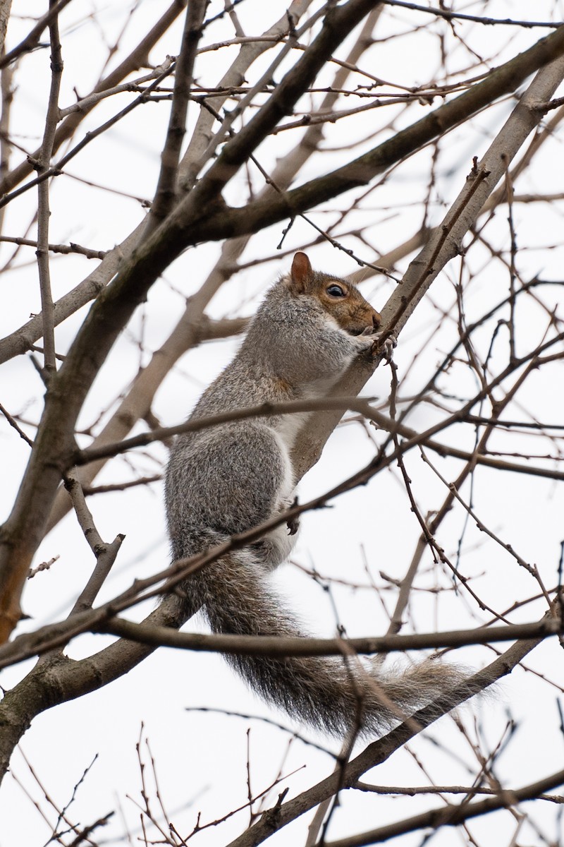 Animals - ML646295159