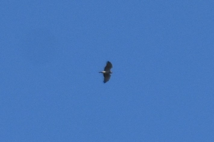 Змієїд блакитноногий - ML646295160