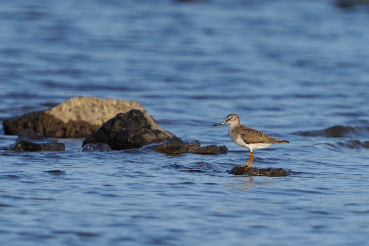 tereksnipe - ML646295163