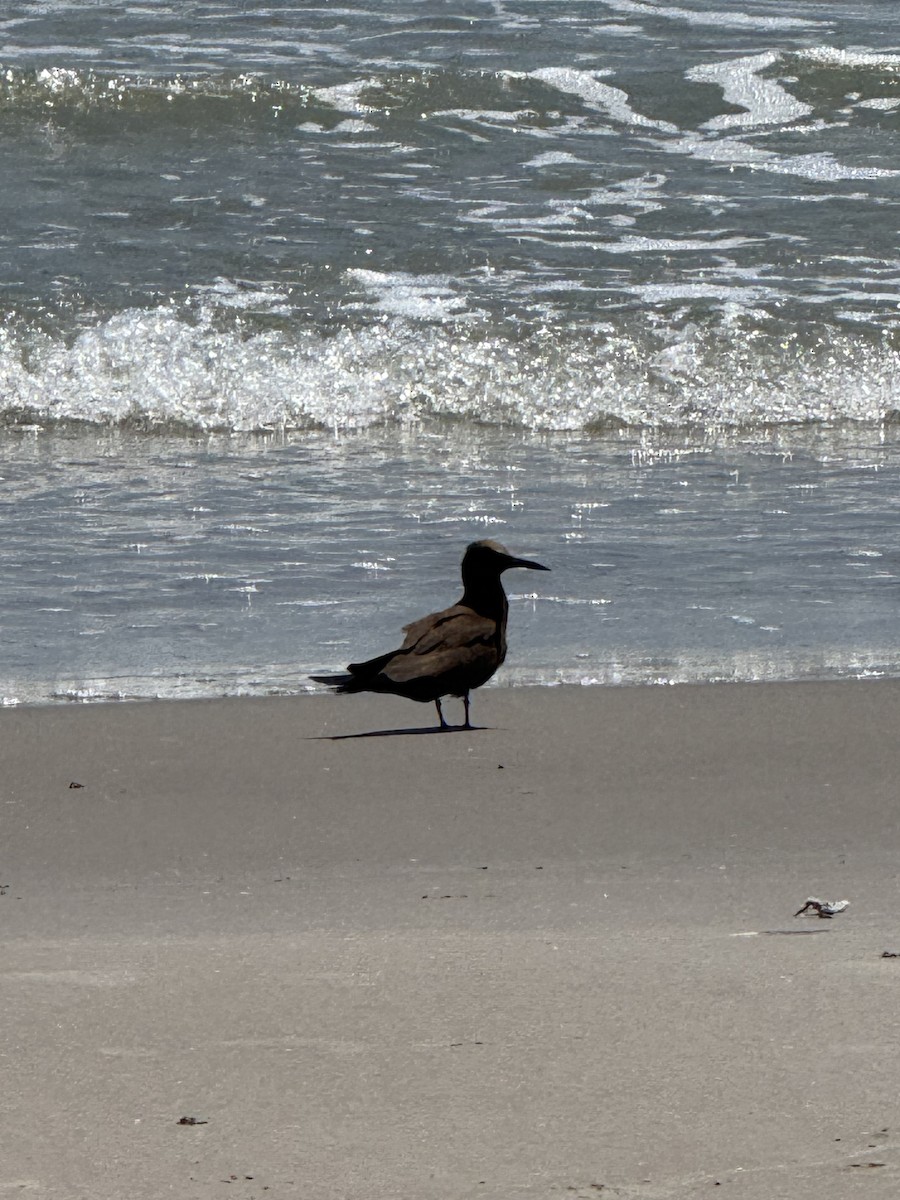 brunnoddy - ML646295164