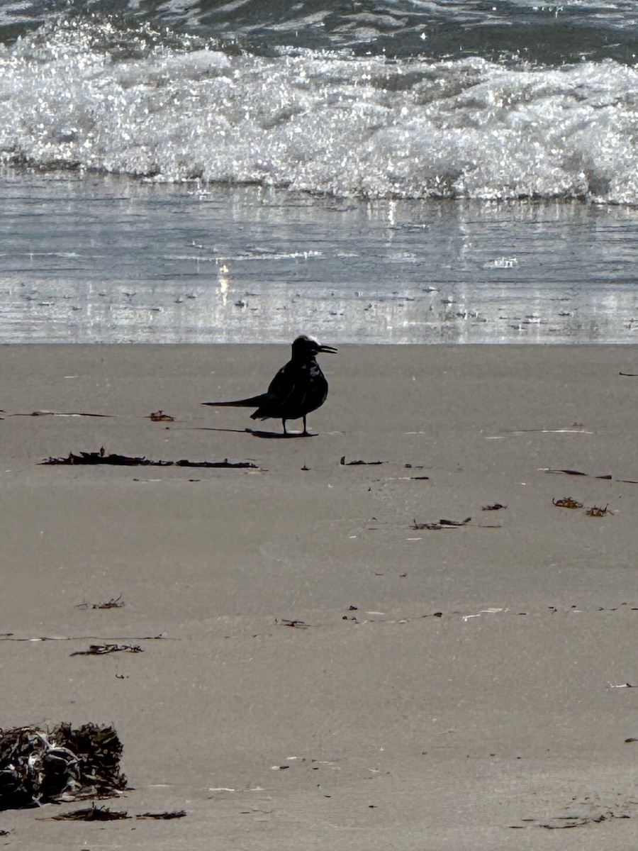 brunnoddy - ML646295165