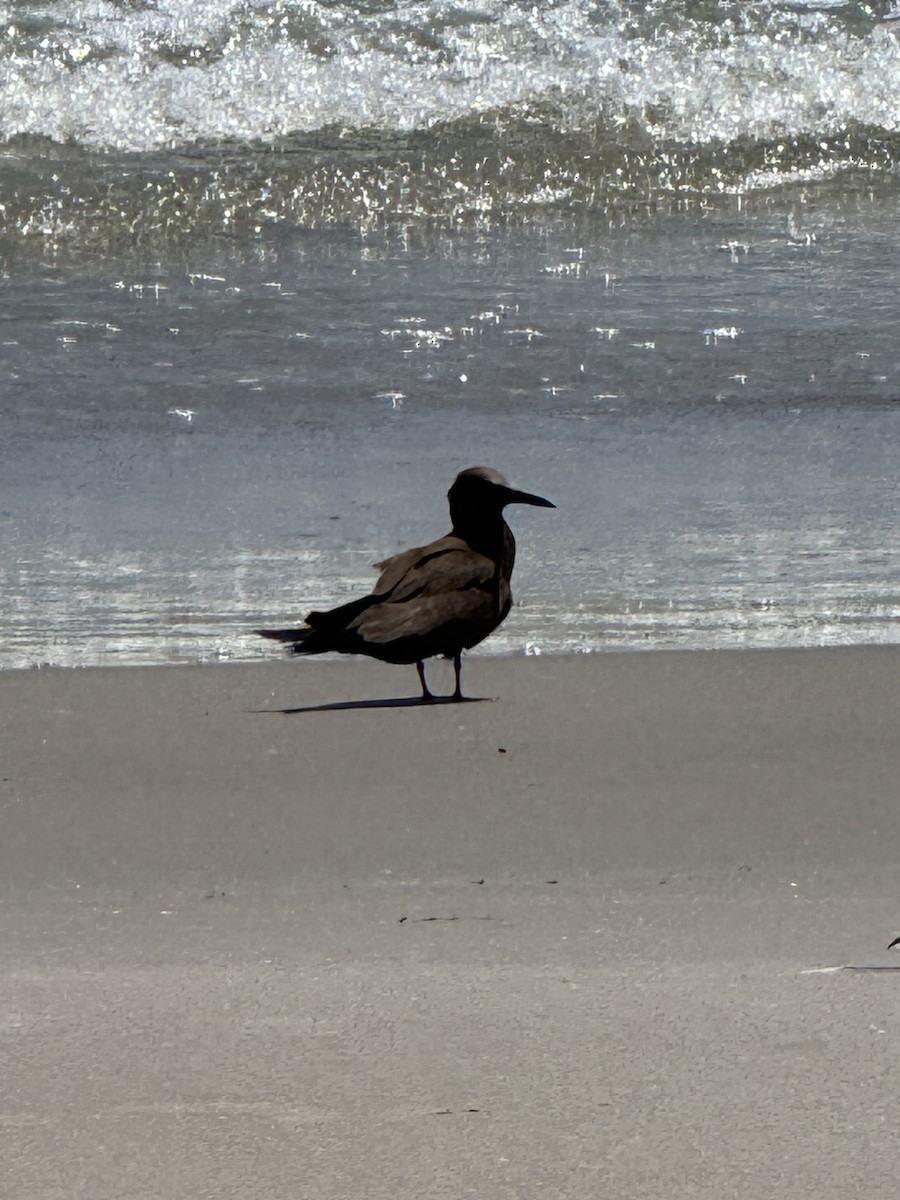 brunnoddy - ML646295166