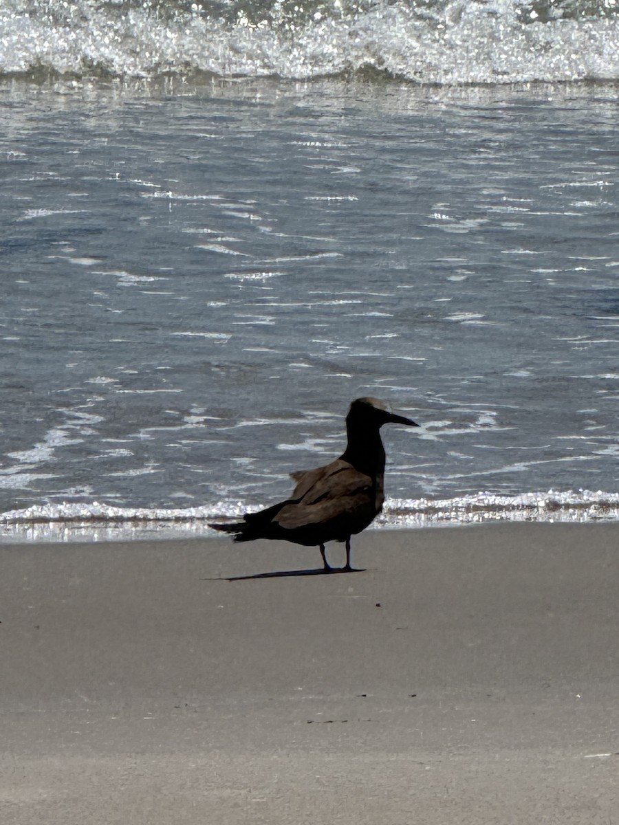 brunnoddy - ML646295167