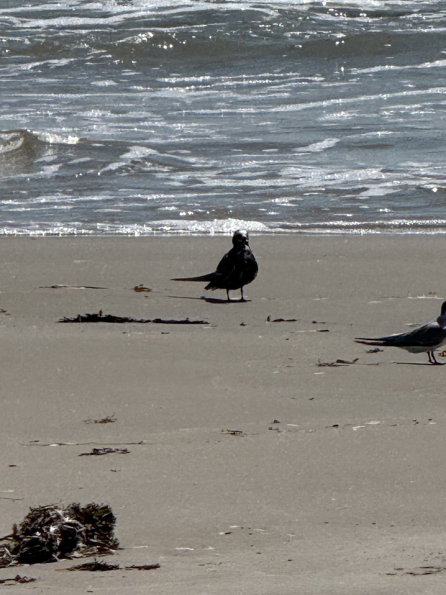 brunnoddy - ML646295168