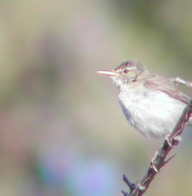 Eastern Olivaceous Warbler - ML646295169