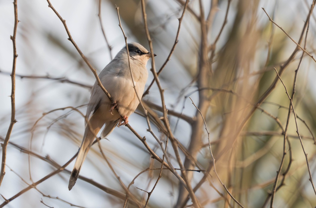 Hypocolius - ML646295170