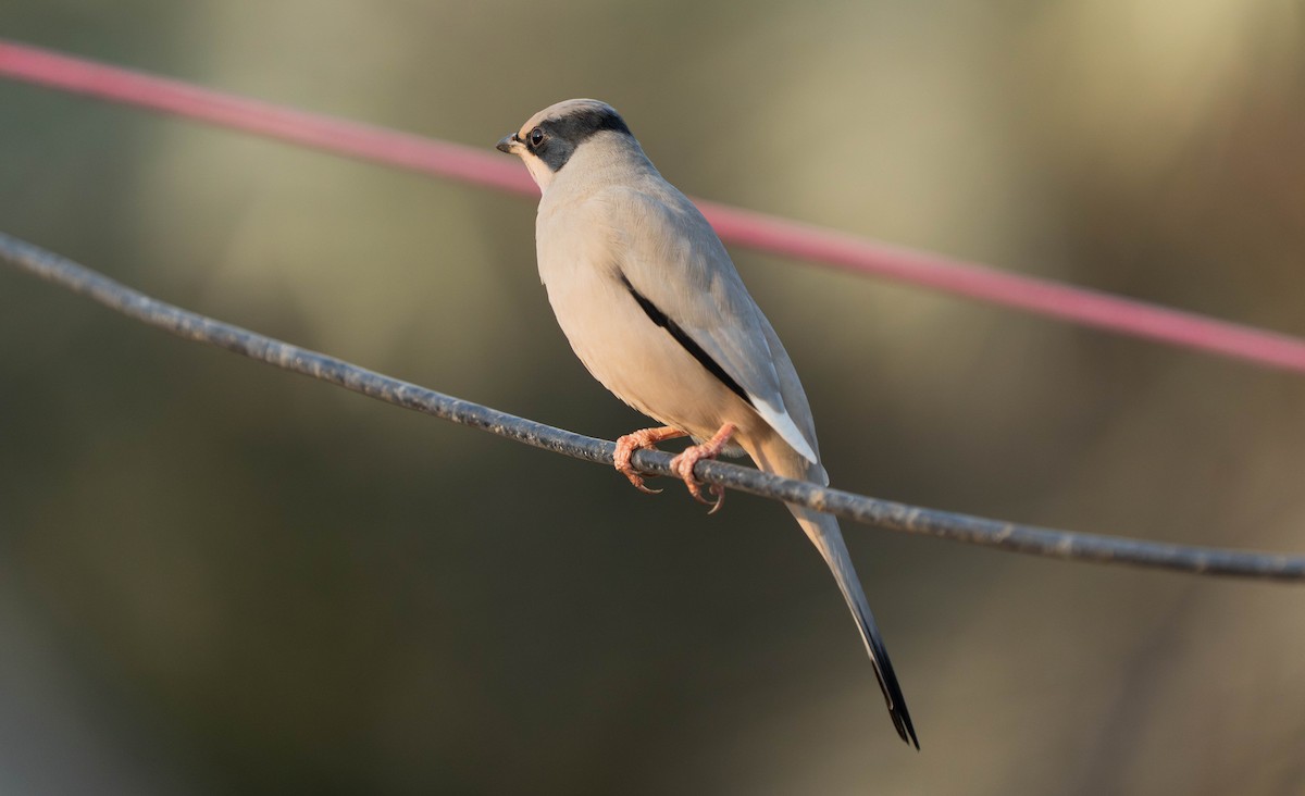 Hypocolius - ML646295171