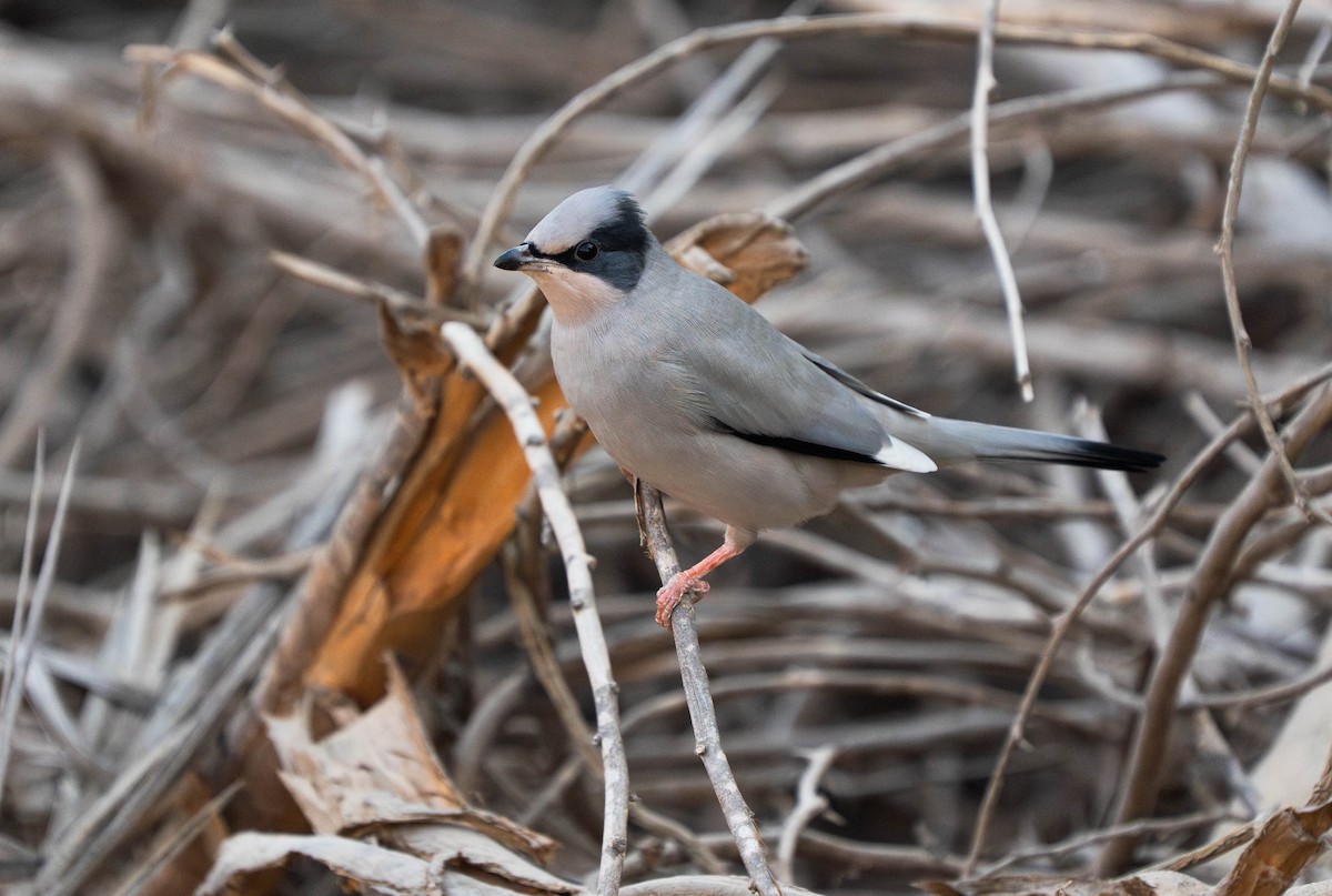 Hypocolius - ML646295172