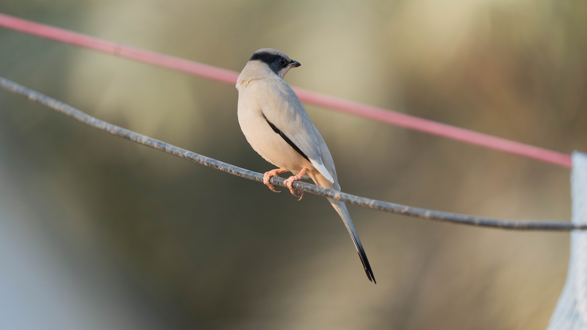 Hypocolius - ML646295173