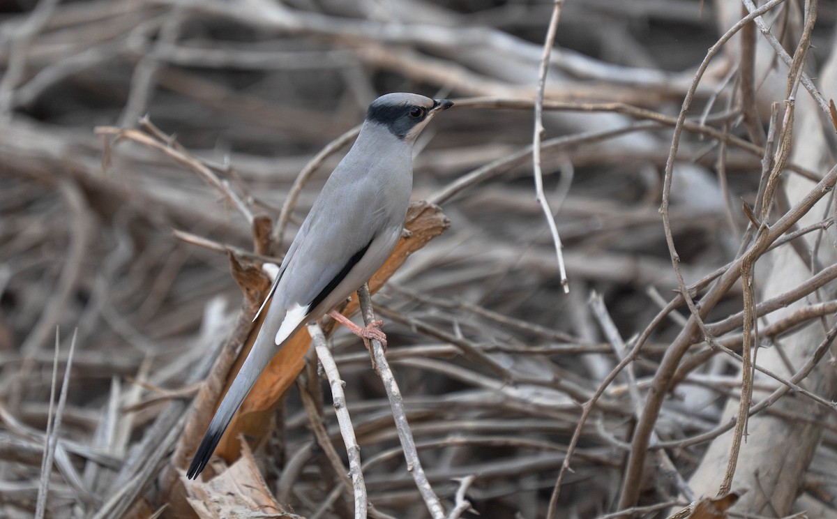 Hypocolius - ML646295174