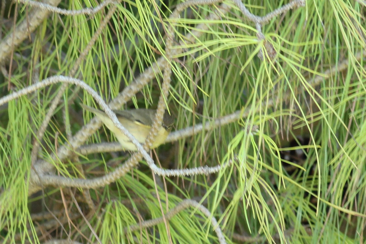 Txirriskila arrunta - ML646295176