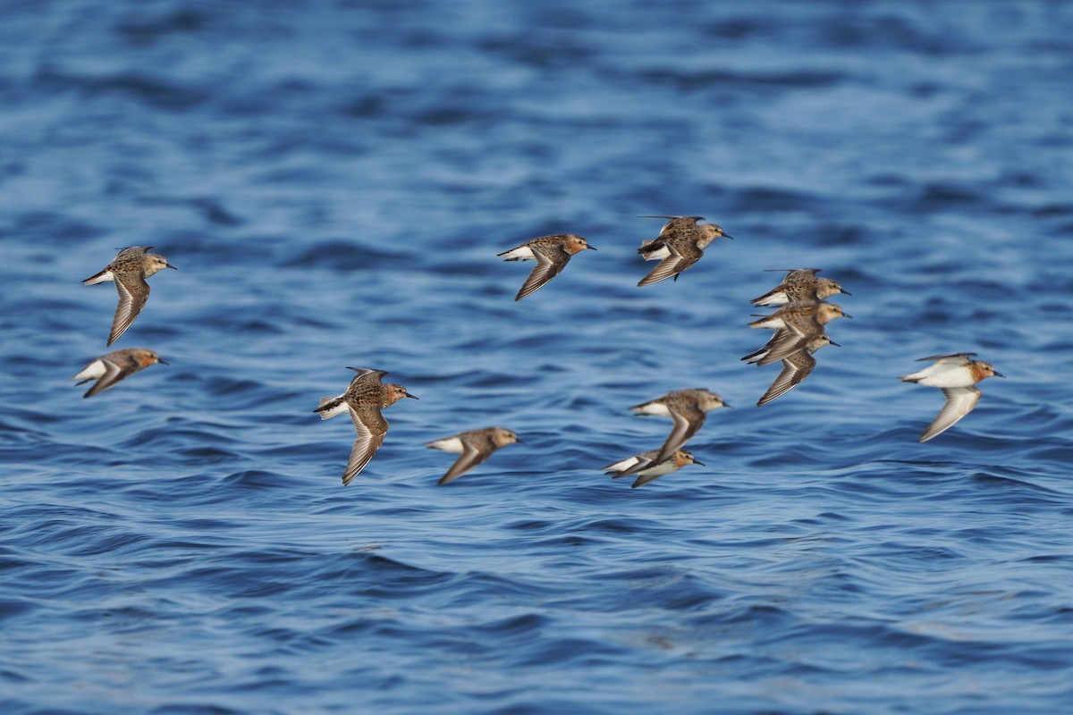 rødstrupesnipe - ML646295177