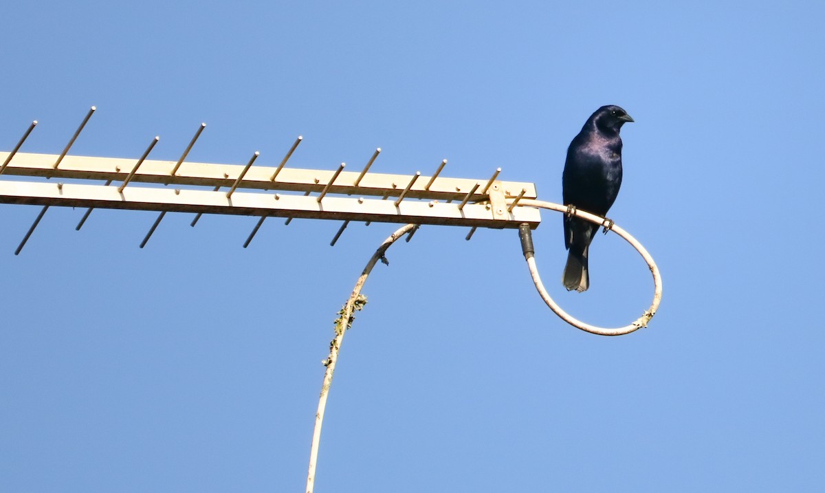 silketrupial - ML646295178