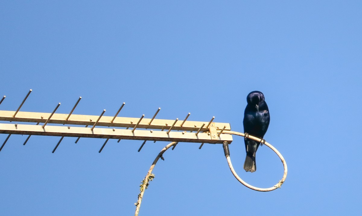 silketrupial - ML646295179