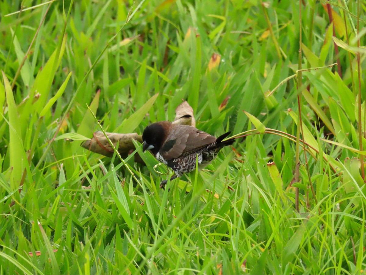 bronsemannikin - ML646295181