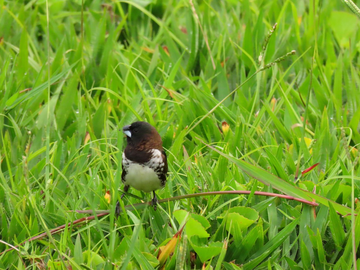 bronsemannikin - ML646295182