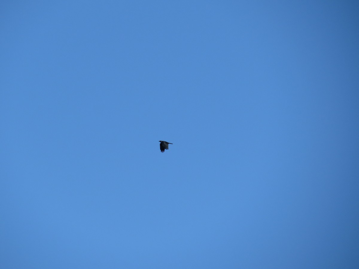 Fish Crow - ML646295183