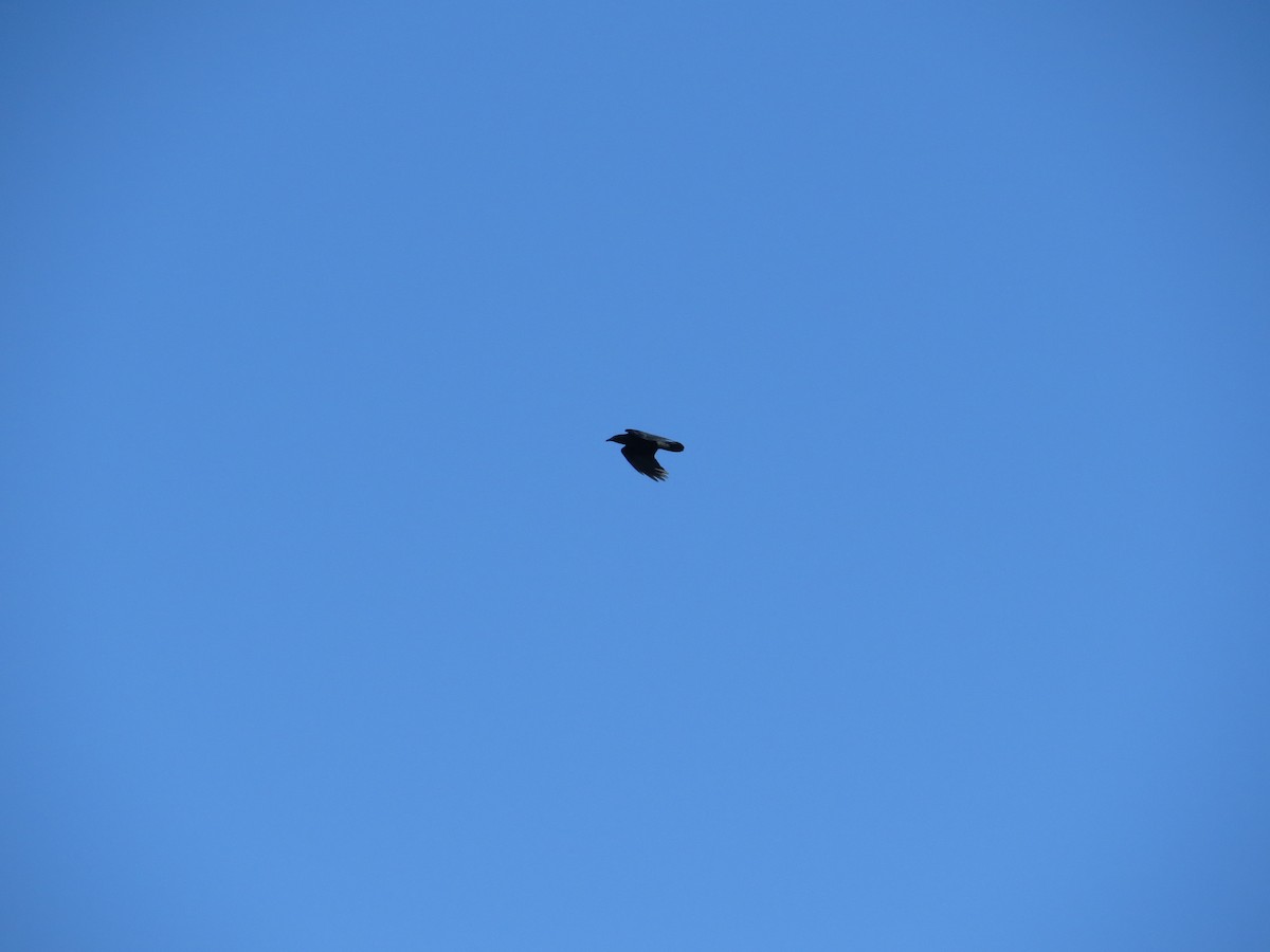 Ring-billed Gull - ML646295184