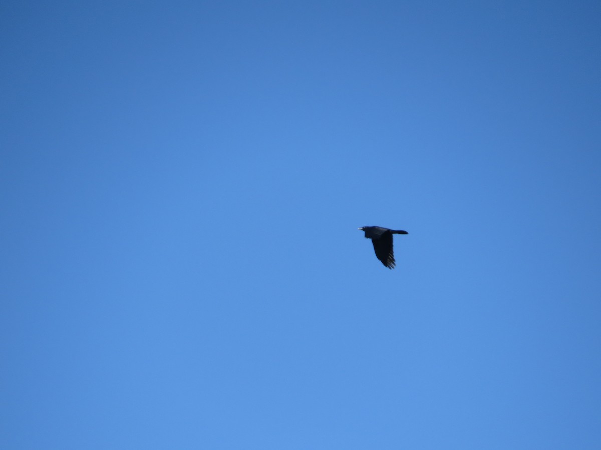 Fish Crow - ML646295185