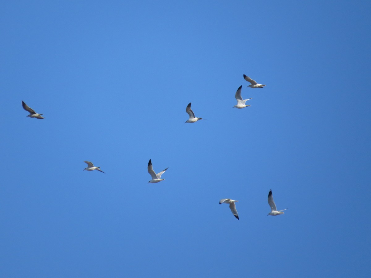 Ring-billed Gull - ML646295186