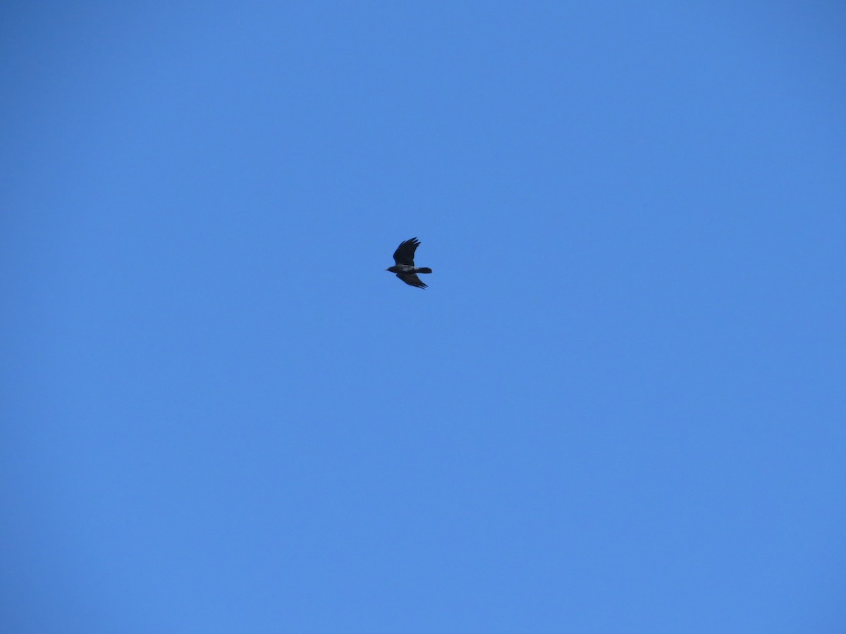 Ring-billed Gull - ML646295187