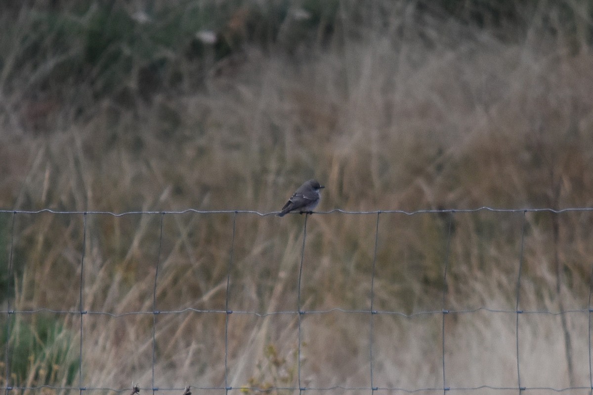 Spotted Flycatcher - ML646295188