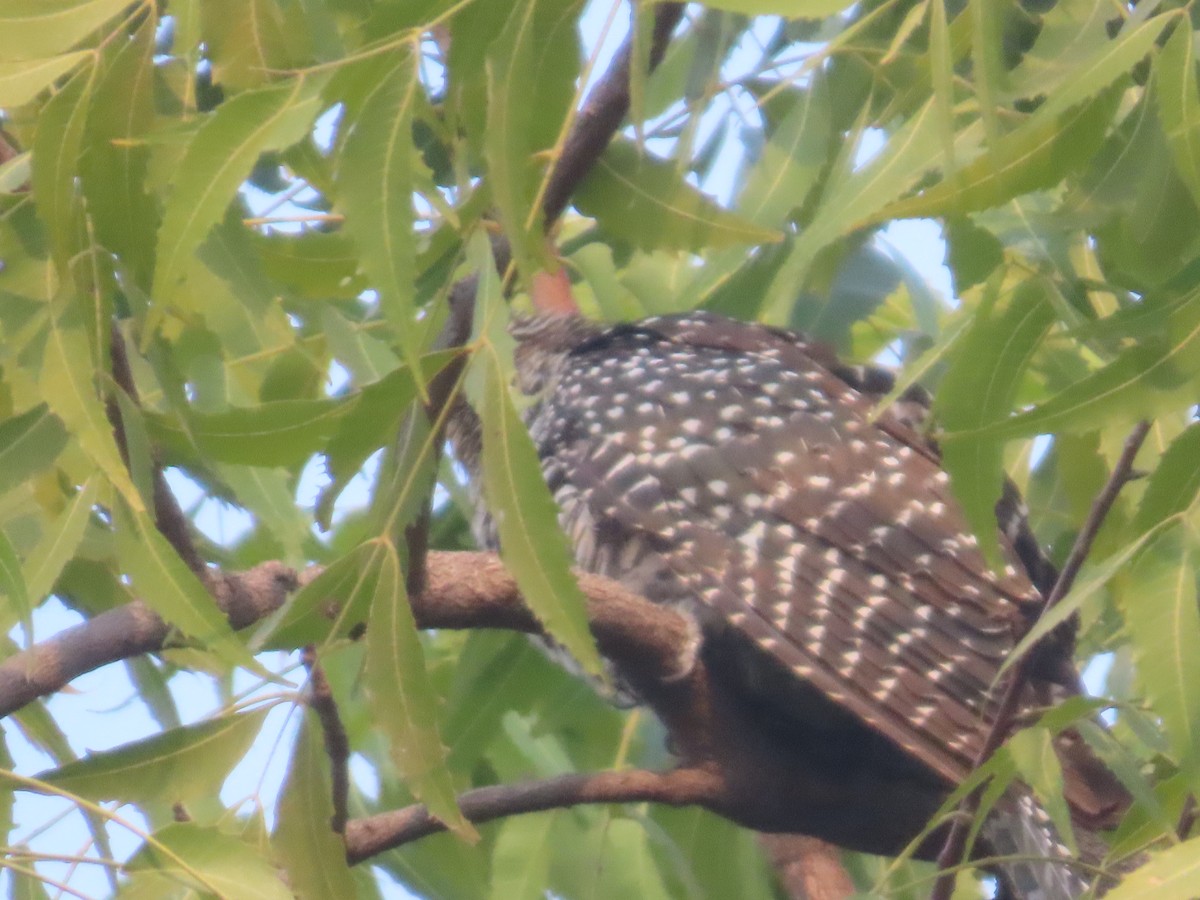 grønnebbkoel - ML646295189