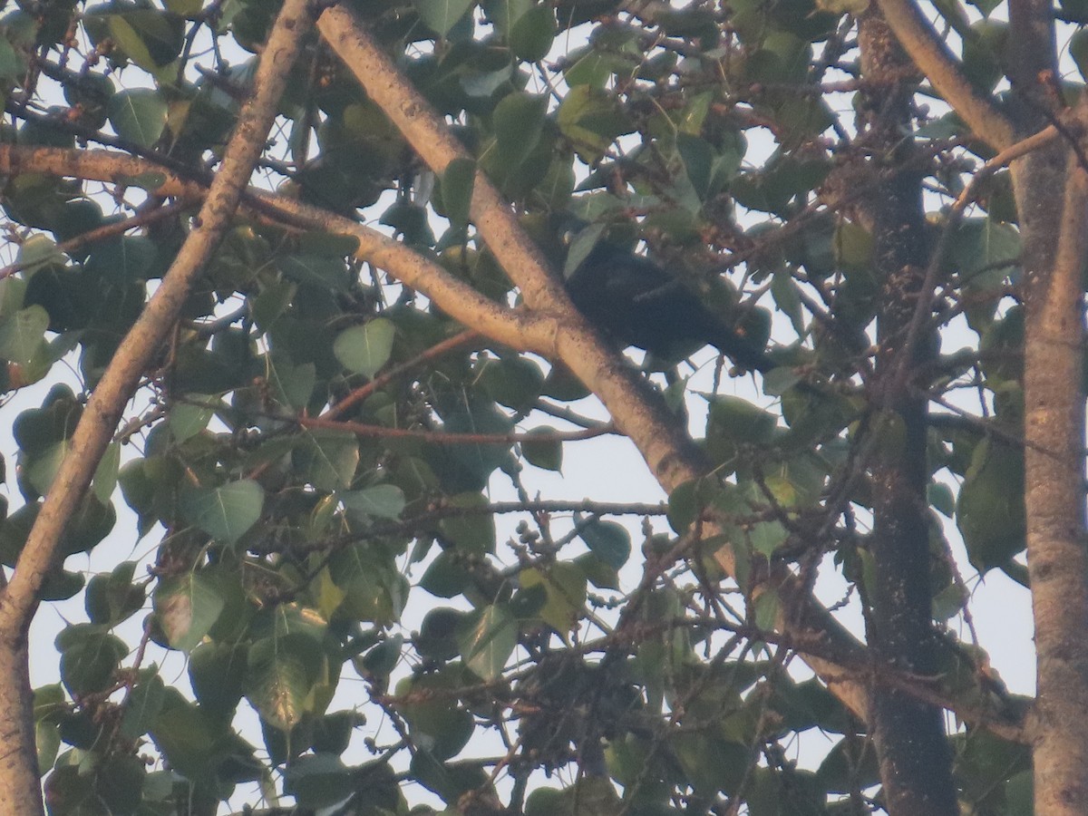 grønnebbkoel - ML646295190