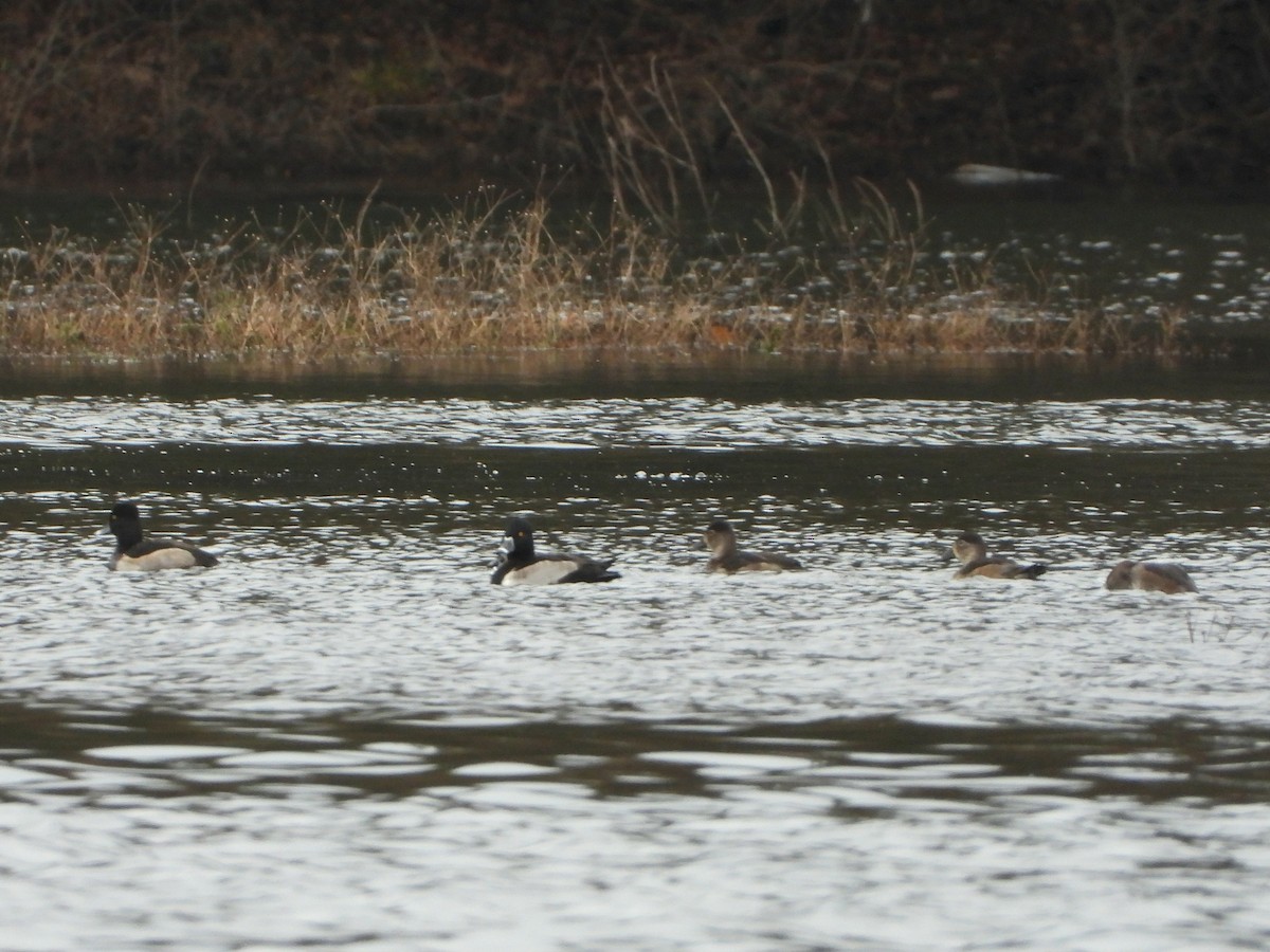 Ring-necked Duck - ML646295191