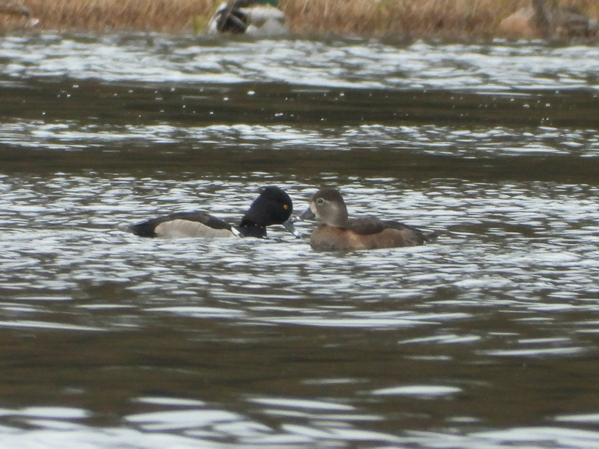 Ring-necked Duck - ML646295193