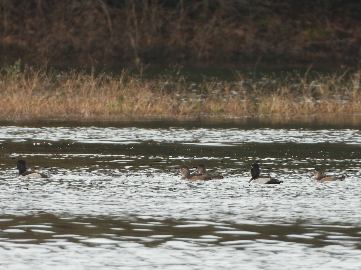 Ring-necked Duck - ML646295197