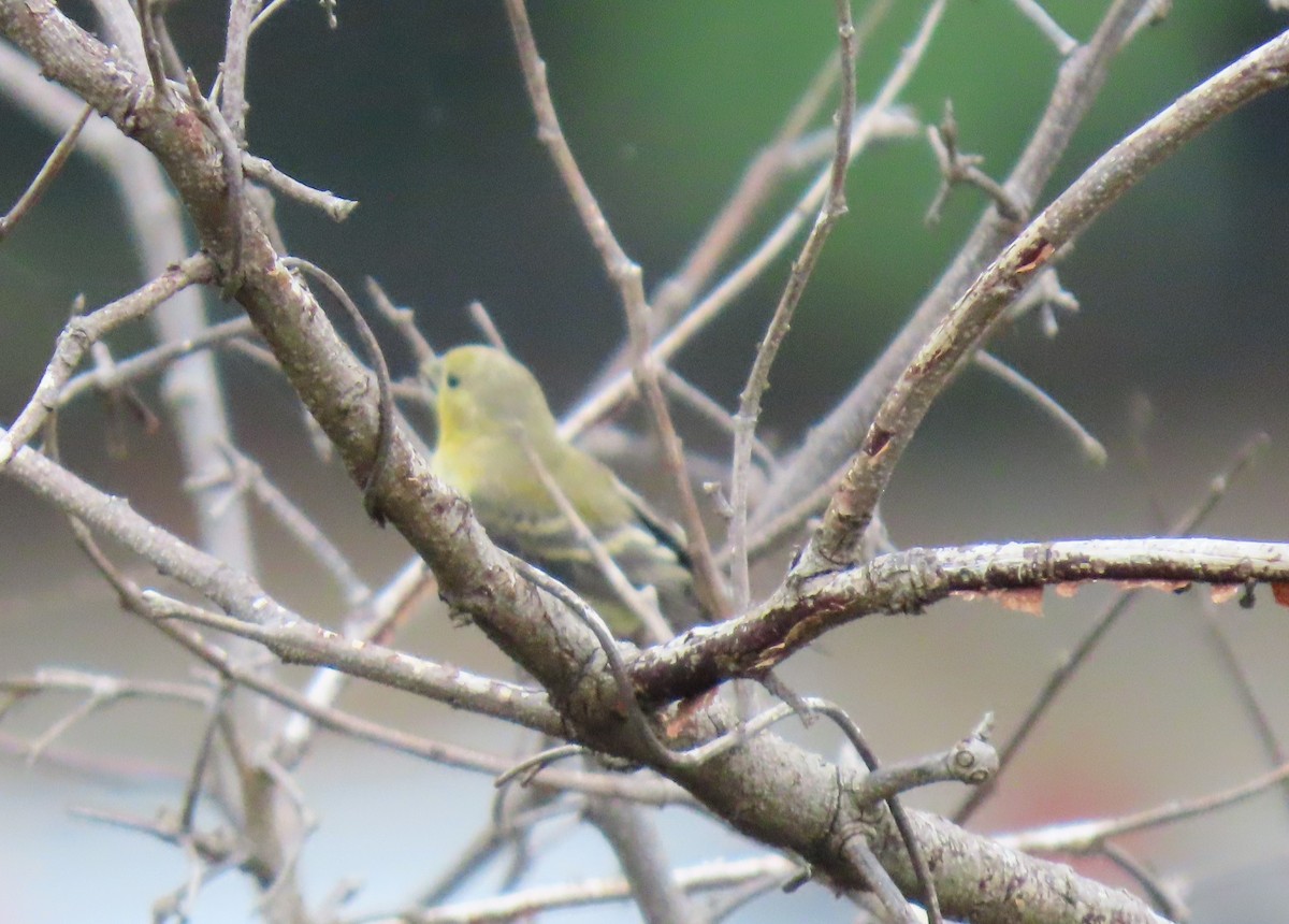 småstillits - ML646295204