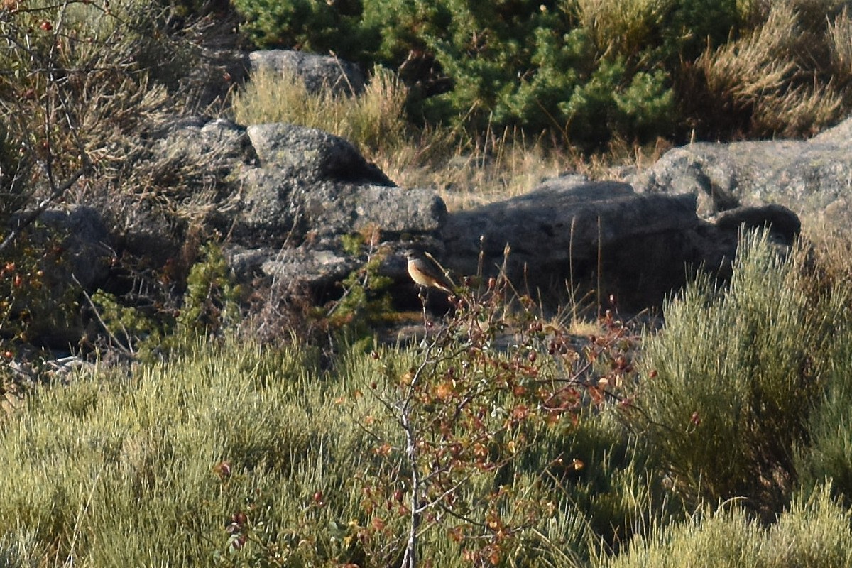 rødstjert - ML646295206