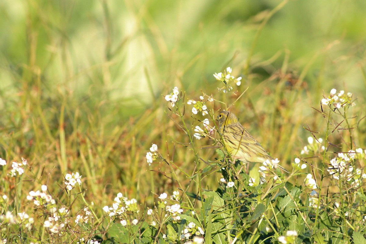 gulirisk - ML646295209