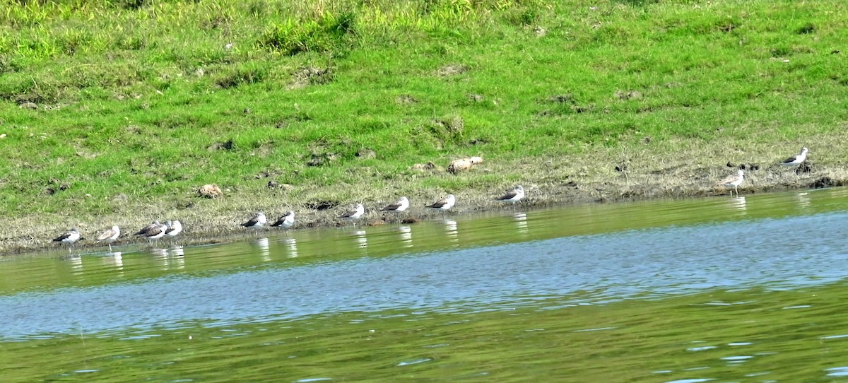 gluttsnipe - ML646295210