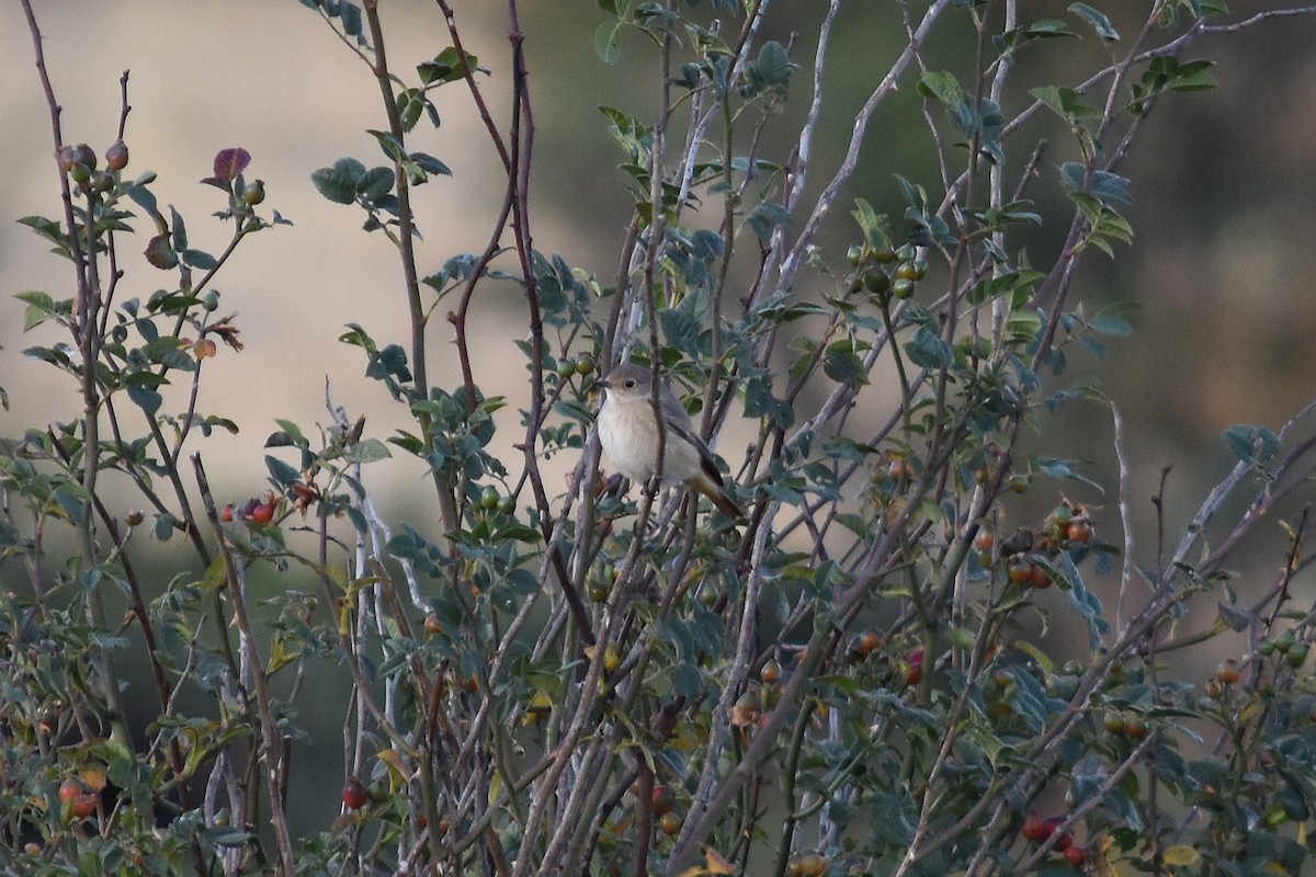 rødstjert - ML646295211