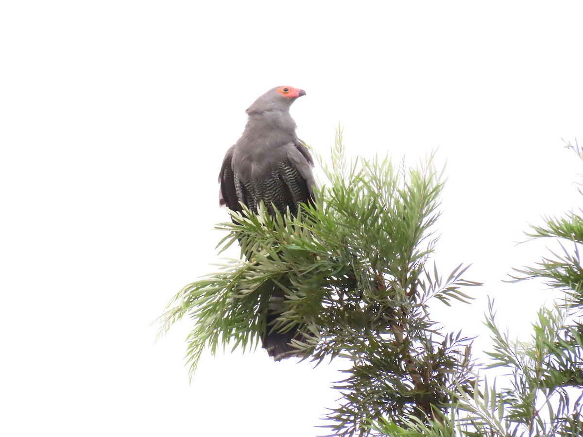 klatrehauk - ML646295214